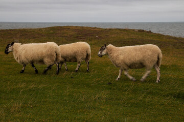 Naklejka na ściany i meble Sheeps on the grass in scotland