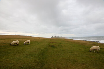 Fototapeta premium Sheeps on the grass in scotland