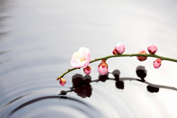 梅の花