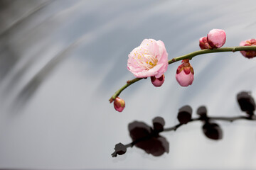 梅の花