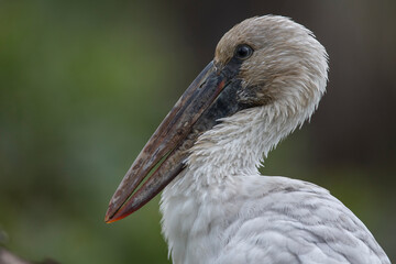 The Asian Openbill is a small bird in this family. But the unique feature is that the mouth is closed, leaving a hole in the middle This makes it able to catch up with the nautilus shell.