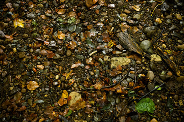 dark forest and screensaver