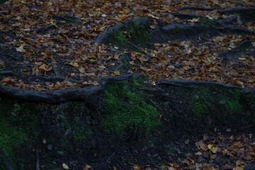 dark forest and screensaver