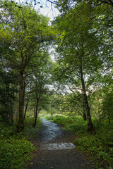 Trees in a dark forest