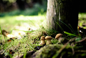 Trees in a dark forest