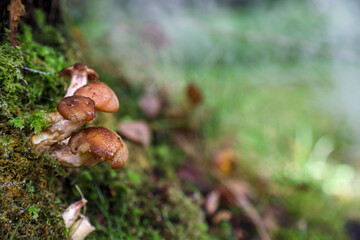 Mushrooms in a dark forest