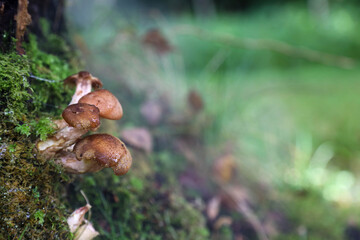 Mushrooms in a dark forest