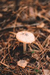mushroom in the forest