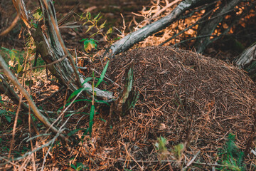 anthill in the forest