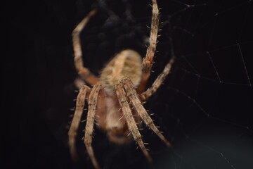 spider on a web