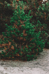 pine in the forest