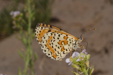 Close up of butterfly Melitaea didyma on flower
