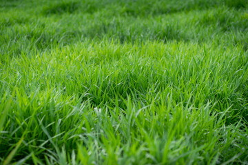 close up of fresh green grass filed background