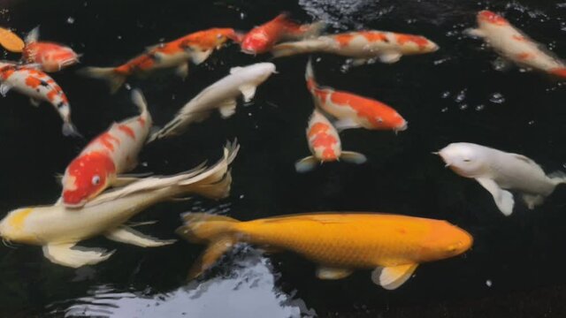Golden carps and koi fishes in the pond.