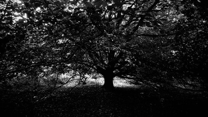 Dark forest in scotland