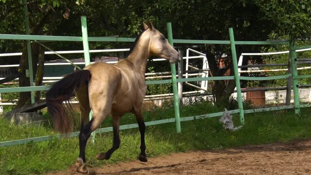 Buckskin akhal-teke stallion running at high speed in slow-motion