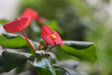 Poi Sian (scientific name: Euphorbia milli) is one of the sacred trees.