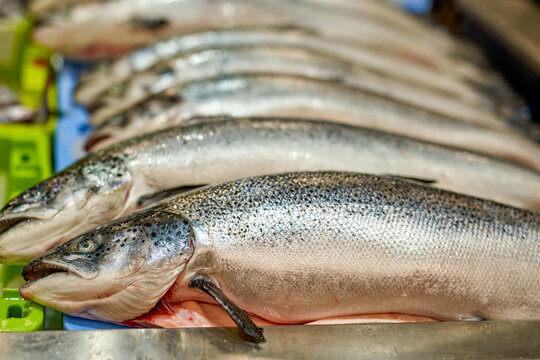 Close up of fresh salmon at a fish store, fresh fish in a supermarket.