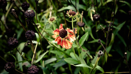 Flowers in scotland