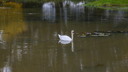 swan lake in scotland