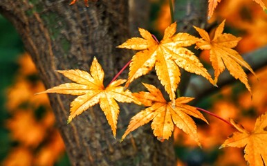 autumn leaves on the tree