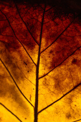 macro tree leaf