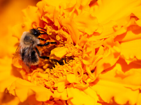 Bumble bee close-up on yellow tagetes petals background