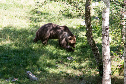 ours des Pyr&eacute;n&eacute;es