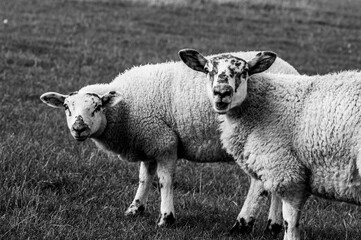 Newborn lambs grazing in a meadow