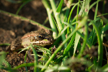 The marsh frog (lat. Pelophylax ridibundus)