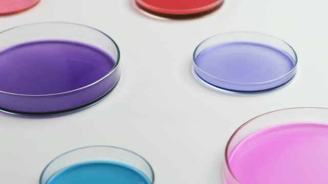 Fly over Petri dishes with colorful agar media for growing bacteria in microbiological laboratory. 