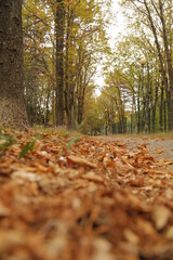 the yellow foliage. orange foliage.