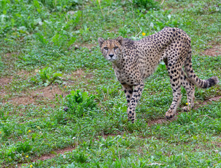 cheetah still looking at camera
