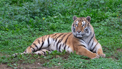 Fototapeta na wymiar tiger lying in the grass