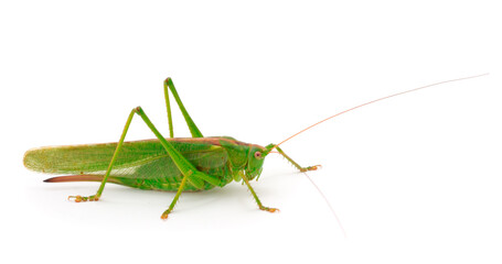 Grasshopper in front.
