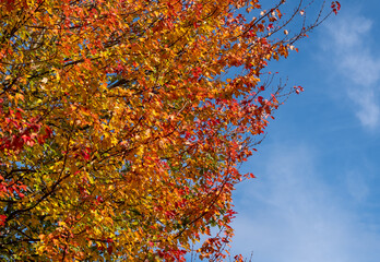 Red maple tree, also known as Acer Rubrum, in a blaze of colour in autumn. Photographed in Pinner, Middlesex, UK