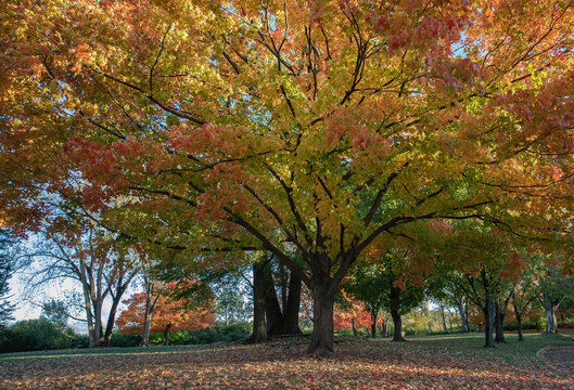 Brilliant fall colors bursting with  yellow, red and orange on stately old maple trees in an Illinois forest preserve.  
