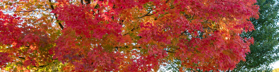 Horizontal banner of Brilliant fall colors bursting with  yellow, red and orange on stately old maple trees in an Illinois forest preserve.  