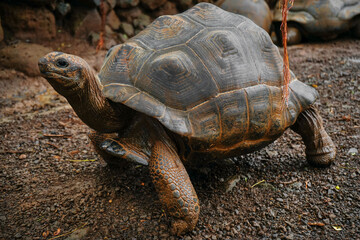 Beautiful turtle in wild animal reservation  
