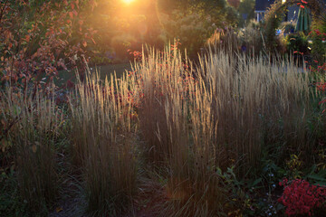 Sun setting on a Fall landscape: a midwest garden utilizing yellow Karl Forester reed grasses
as a...
