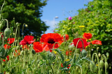 Fototapeta premium close view bright red poppies in urban setting on old airfield with blue sky