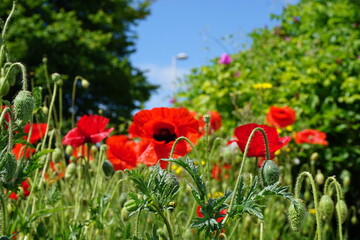 close view bright red poppies in urban setting on old airfield with blue sky