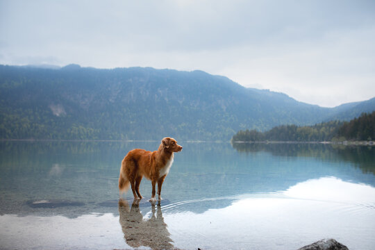  dog Nova Scotia Duck Tolling Retriever in boat. Mountain Lake Braies. boat station. Morning landscape with a pet