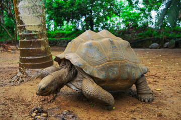Fototapeta premium Beautiful turtle in wild animal reservation