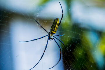 Giant wood Spider