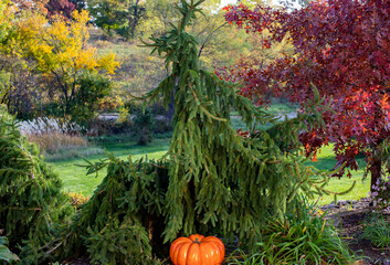 A halloween background of a scary weeping norway spruce shaped as a man riding a horse with a...