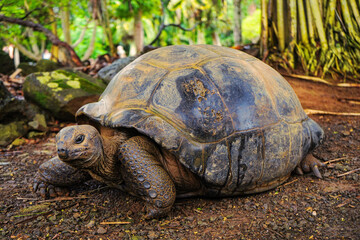 Beautiful turtle in wild animal reservation