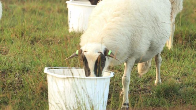 Funny clip of a sheep fighting over a bucket with a third stepping in to eat before the first also shoves that one aside in heather landscape with an orange glow on the misty dew drop rich sunrise