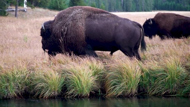 Bison grazing and moving on a river in Yellowstone National Park