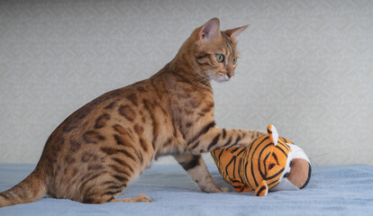 A domestic cat plays with her plush tiger.
